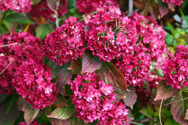 Passionnement Jardin Septembre 2014