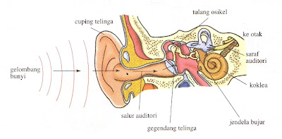 Mekanisma pendengaran dalam organ telinga