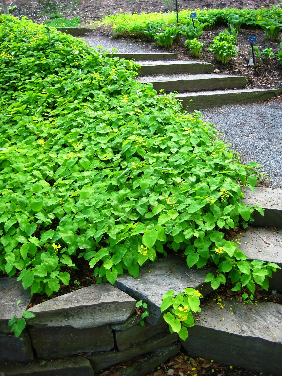 long island s garden girl going the distance with ground covers long island s garden girl going the distance with ground covers