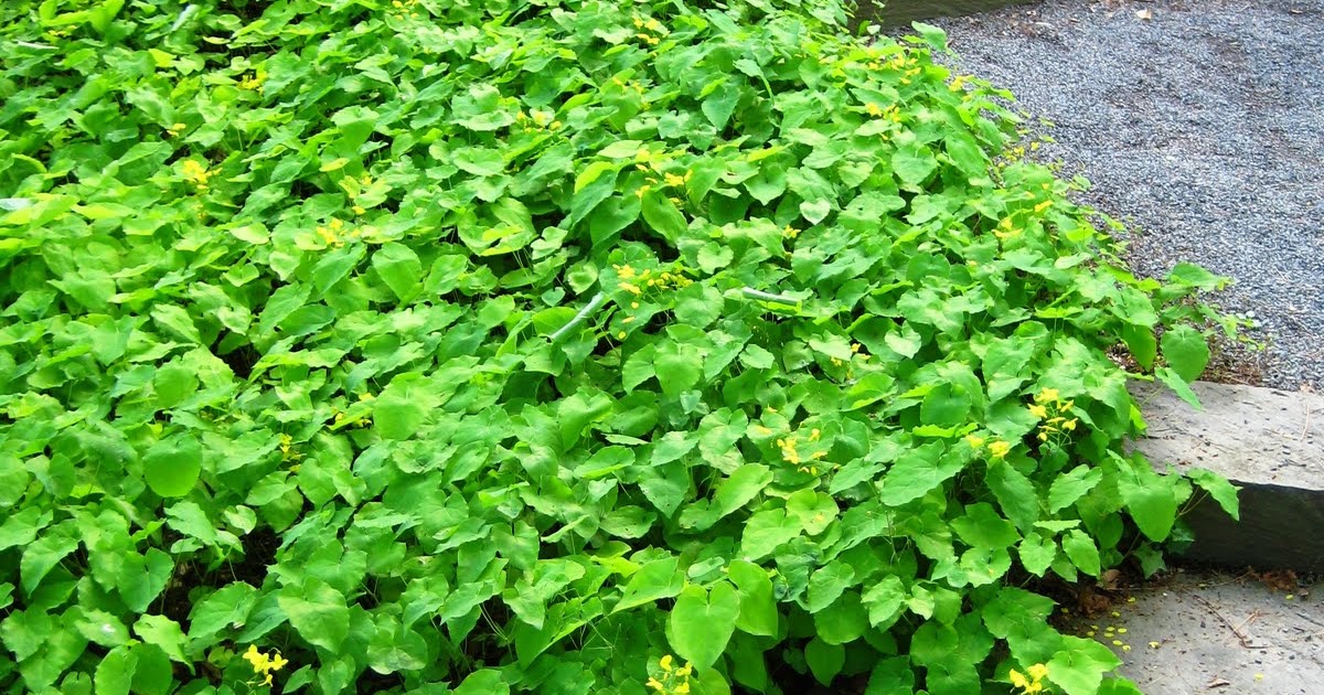 Long Island Foliage Long Island Foliage