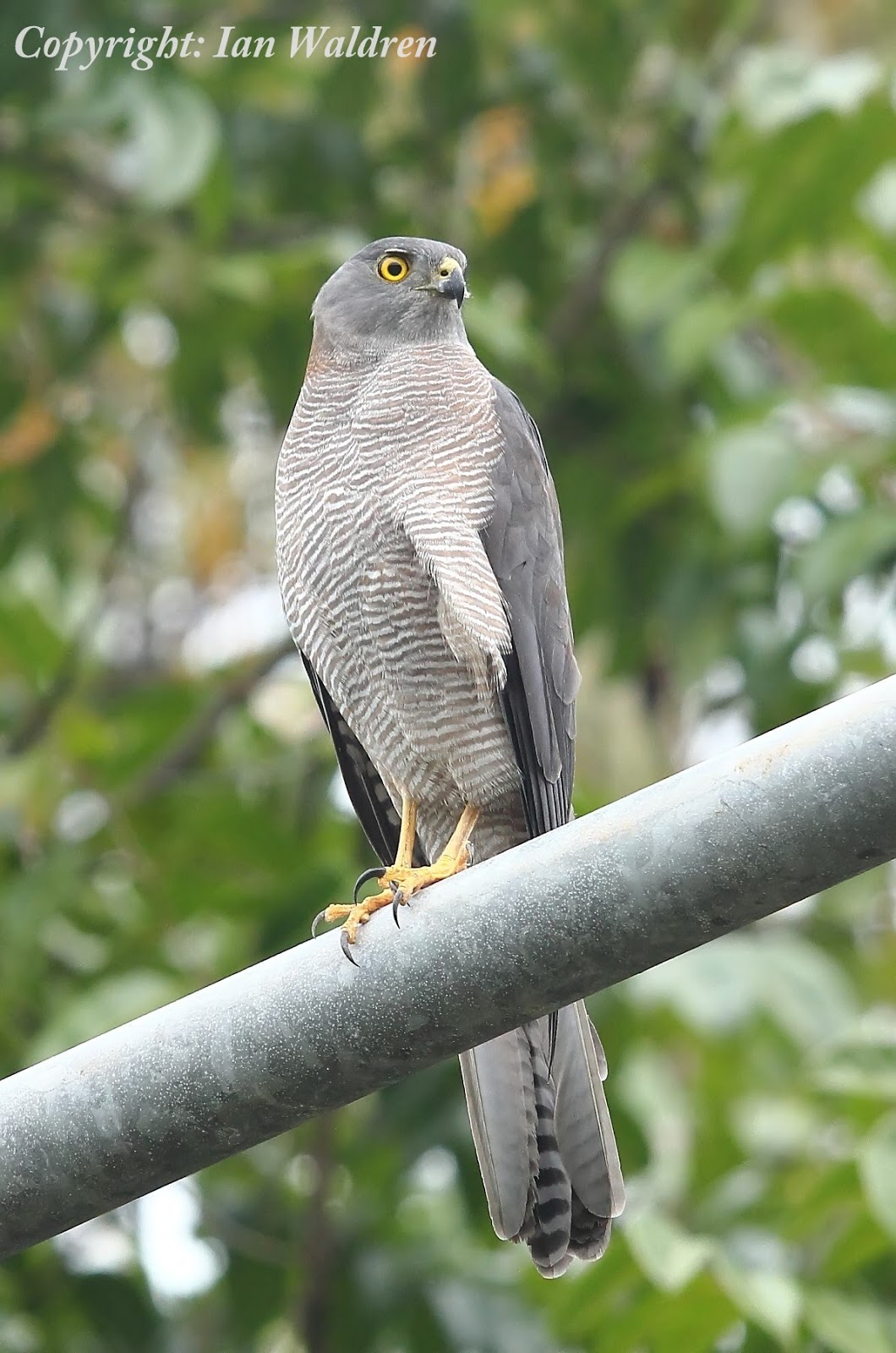 Plaquenil price malaysia