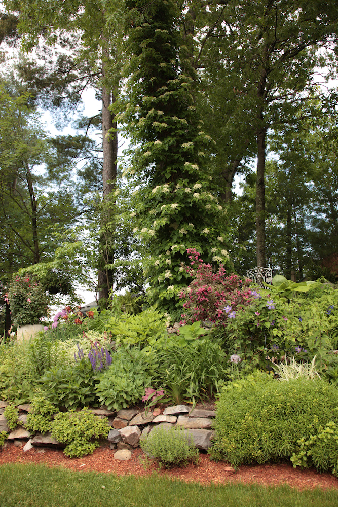 Rotary Botanical Gardens Hort Blog Panicled Hydrangeas For A