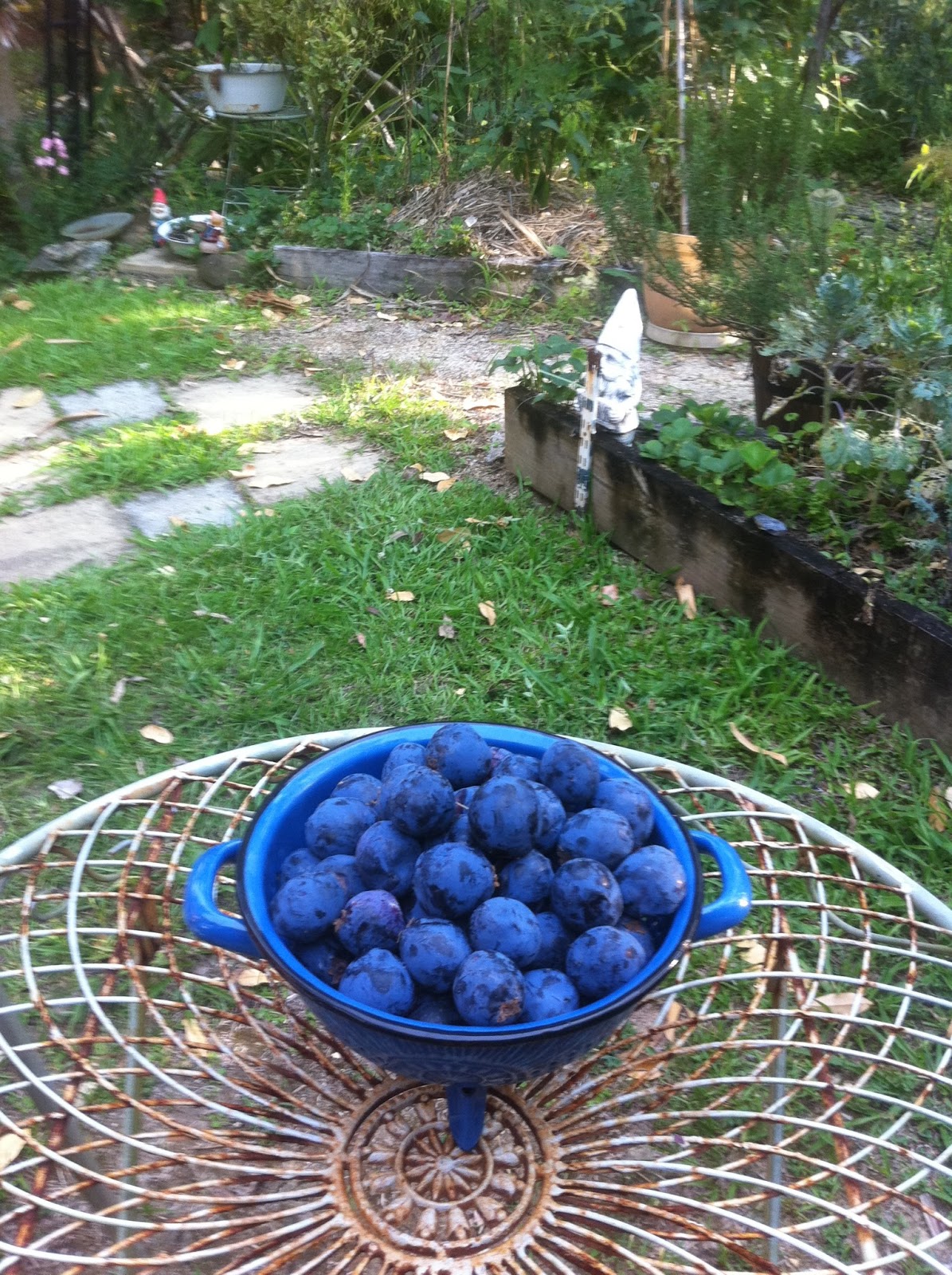 Feed your Inner Cook Davidson Plum Jam