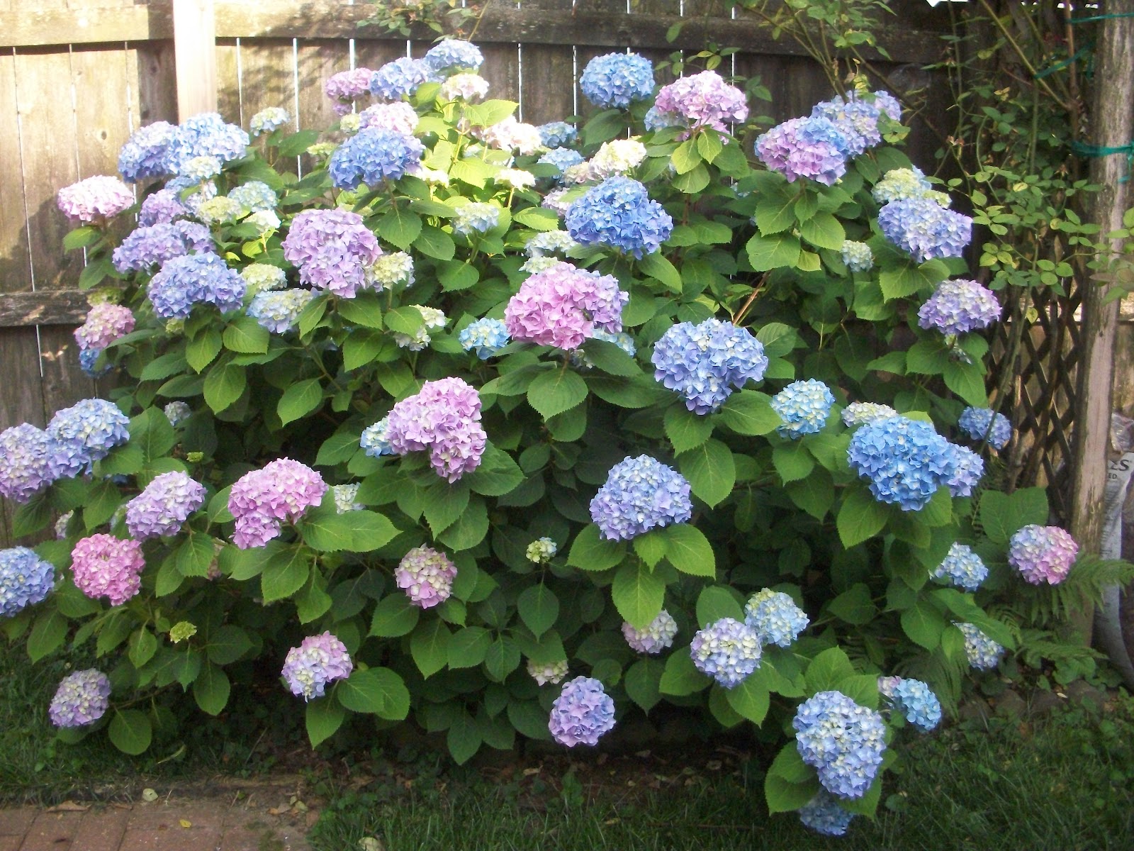 Front Yard Landscaping With Hydrangeas Pdf