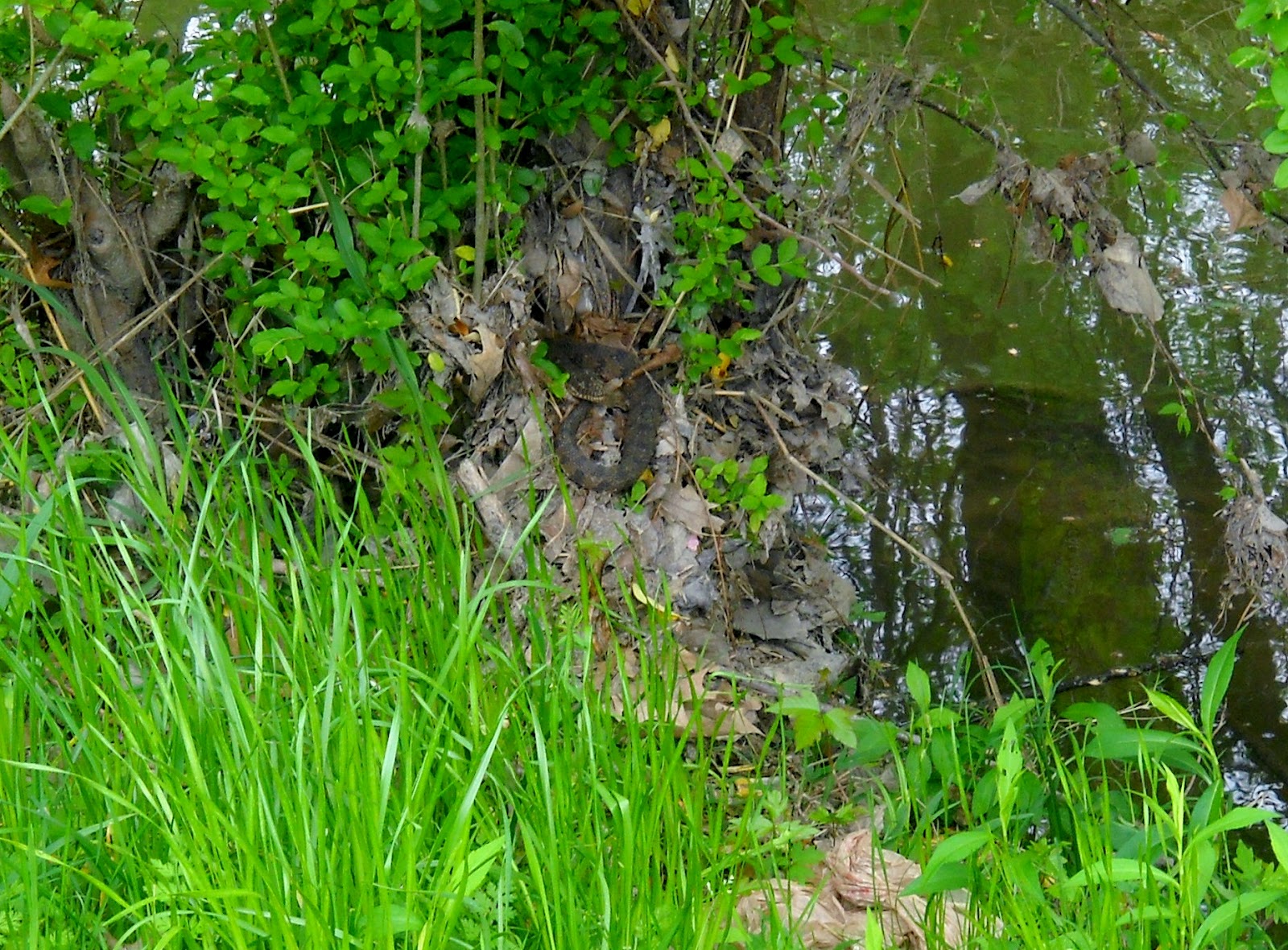 White Rock Lake, Dallas, Texas Water Moccasins Come Out of Hibernation