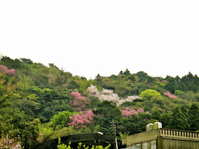 Taiwan Spring Season at Yangmingshan