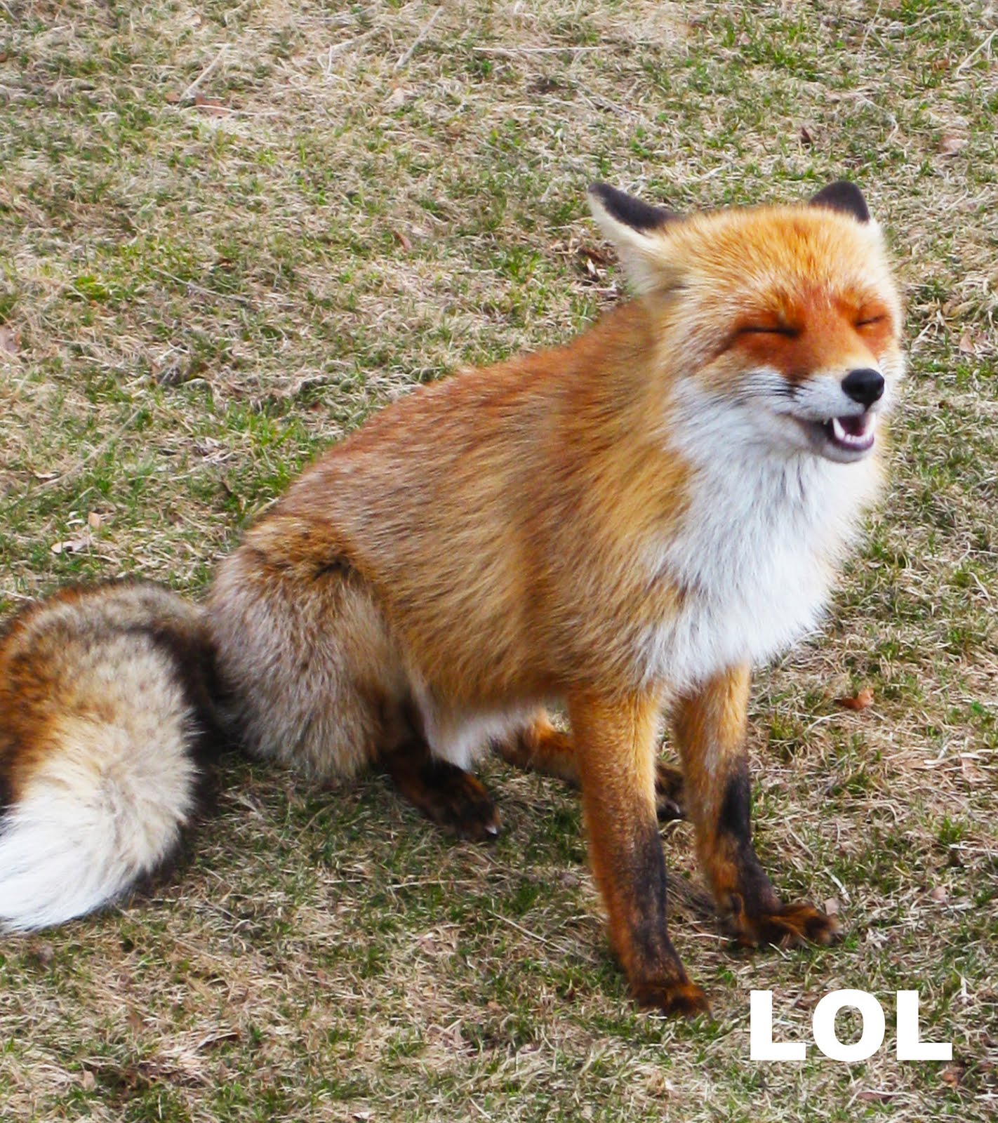 FOXY.jpg