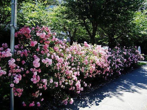 Jeśli nie 'Smaragd' to co?