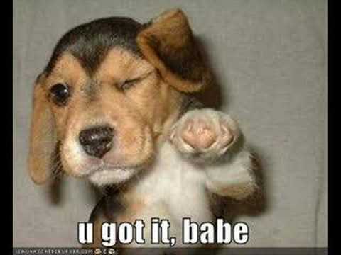 Funny Animals Funny Pictures: Very Funny Dogs