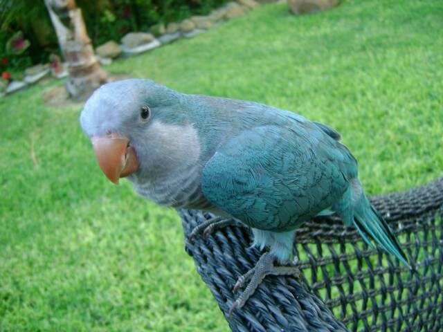 Hello Friends..!: blue quaker parrot