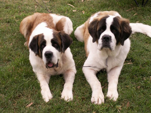 Saint Bernard Dog HD Wallpapers, Saint Bernard Dogs Full HD Wallpapers