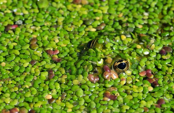 Res, plantas especies plantas y flo
