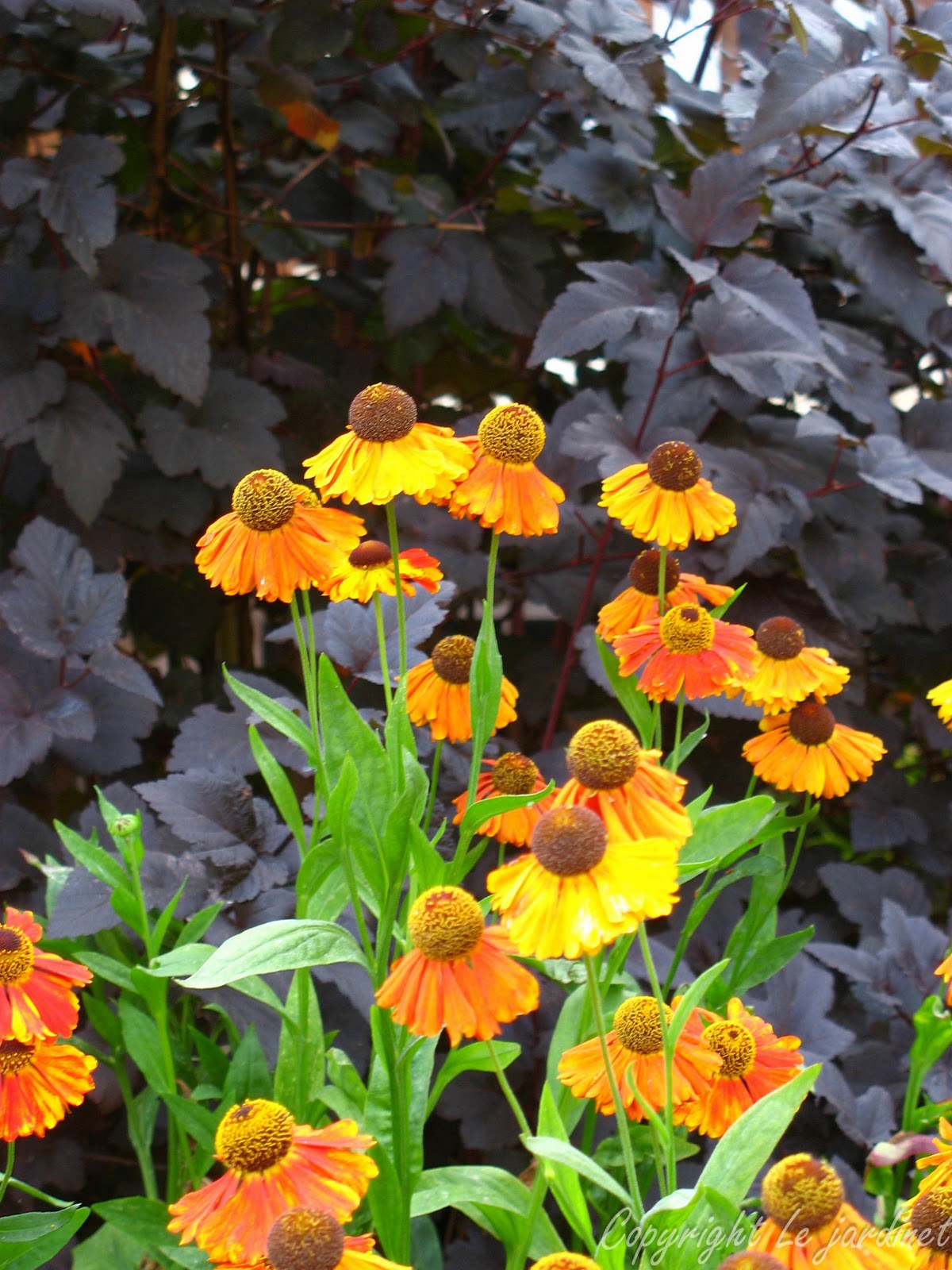 Adorable Abelia Steemit