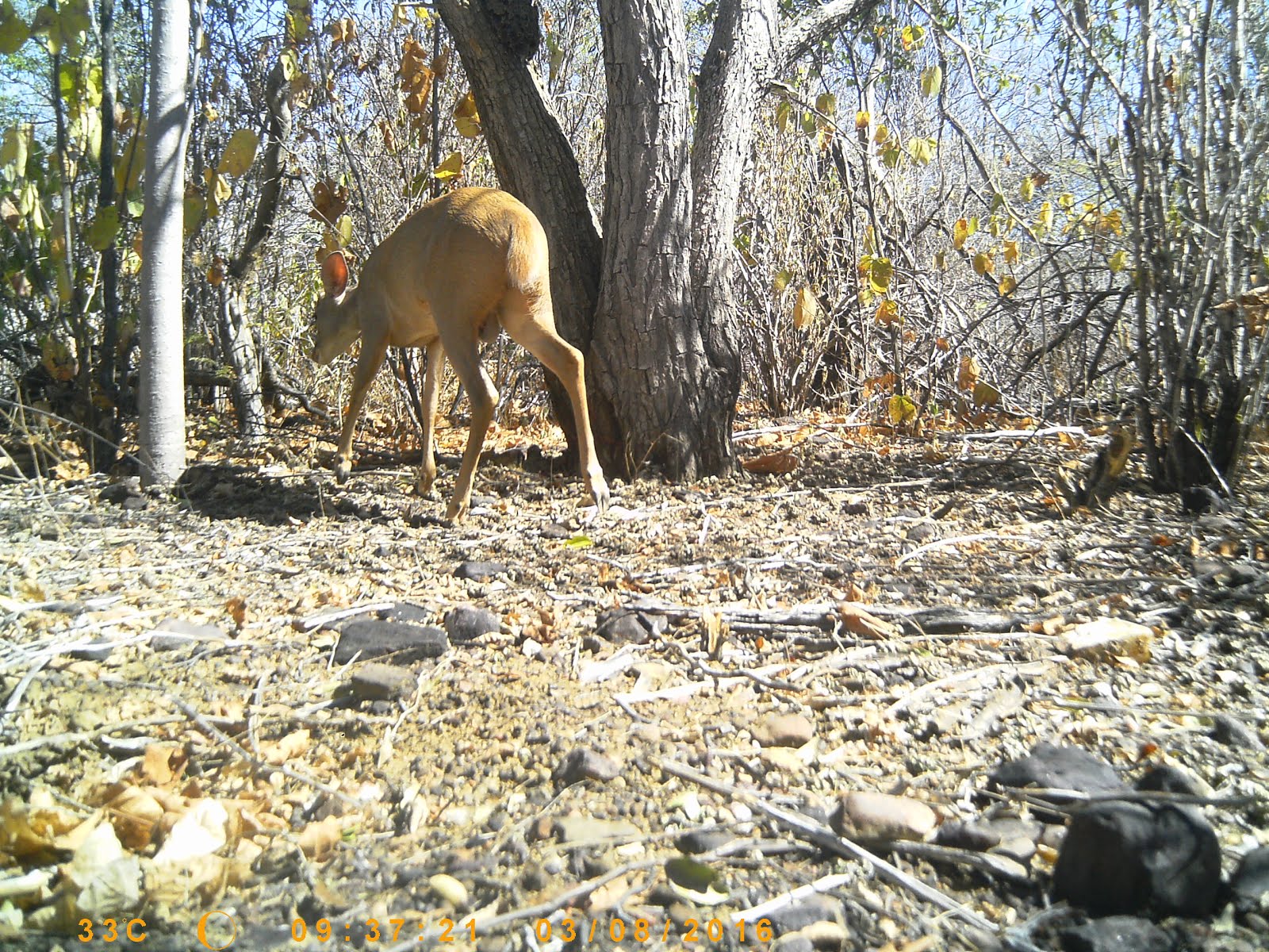 Um veado na caatinga