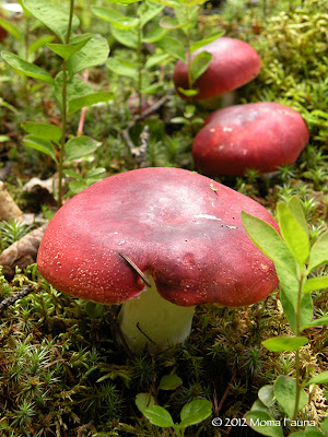 Russula emetica. Emetic Russula, The Sickener. 