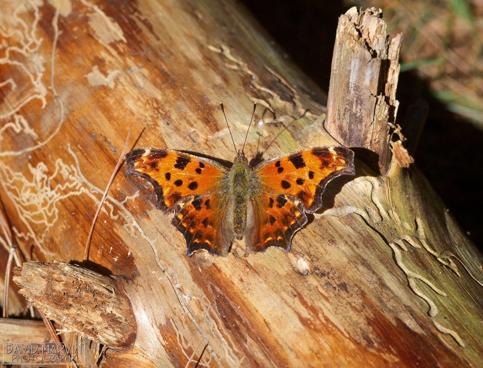 David Marvin Photography Lansing, Michigan Early Spring Butterflies