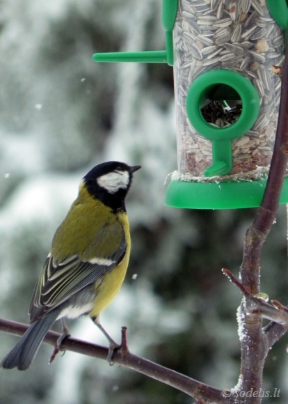 vartotojo kelta nuotrauka