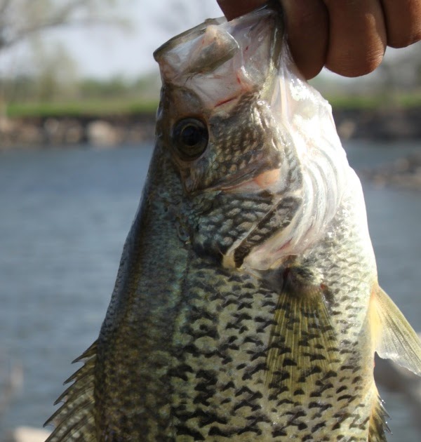 Gregg's Doghouse Crappie Time!