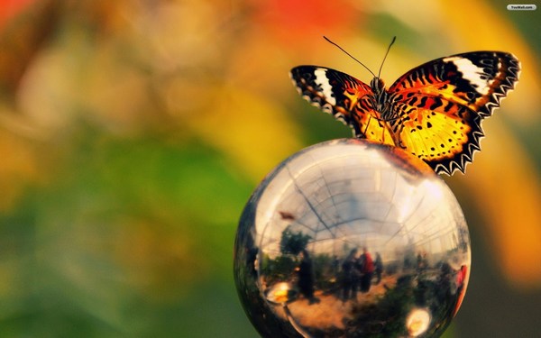 Beautiful Butterfly in Globe Images HD