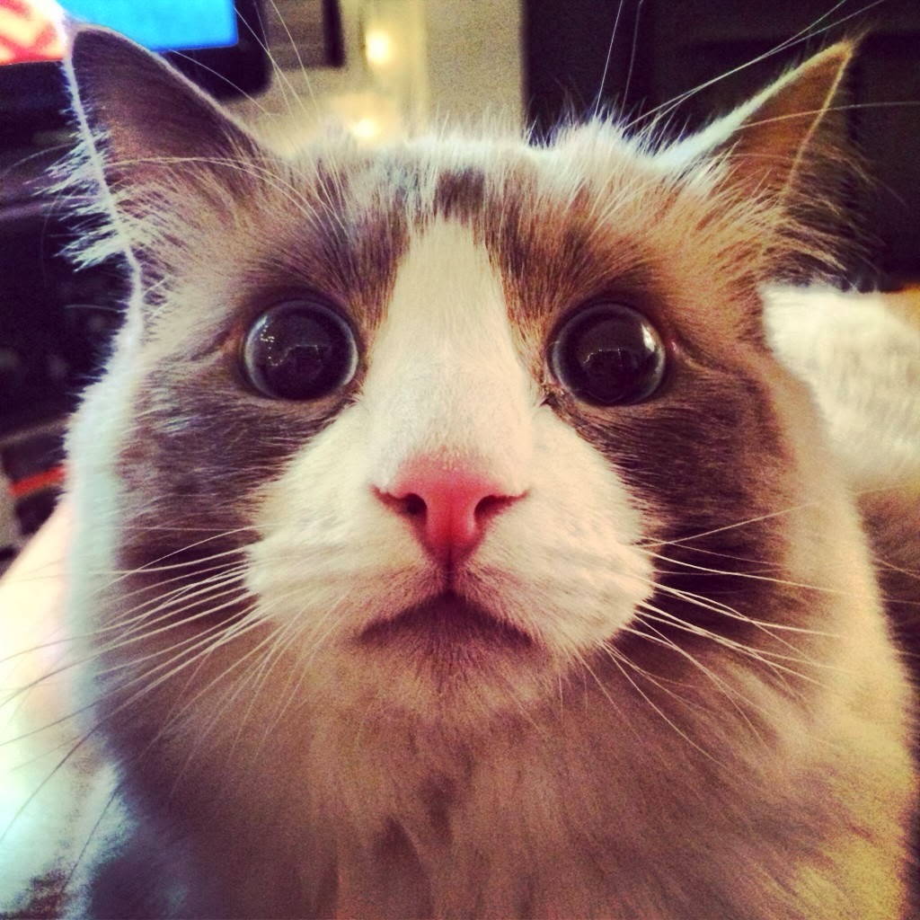 Funny cats - part 89 (40 pics + 10 gifs), cat with big eyes looks concern