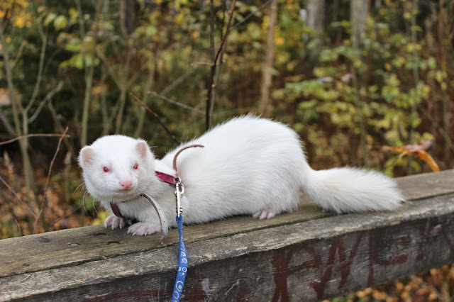 fretti+ferret