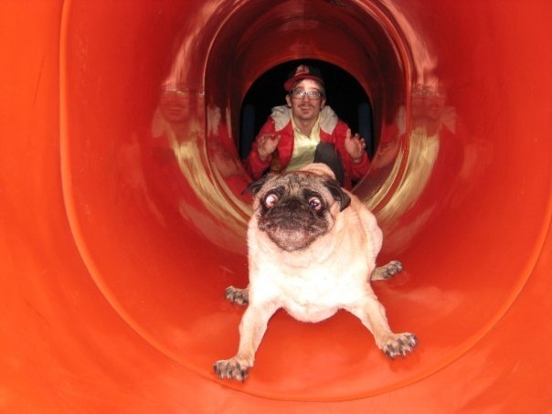 pug+dog+going+down+the+slide.jpg