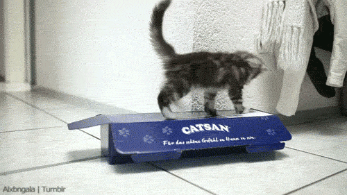 funny-cat-gifs-030-001.gif