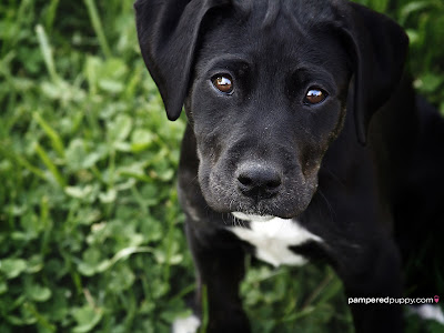 Black-Labrador-Retriever-puppy-dogs