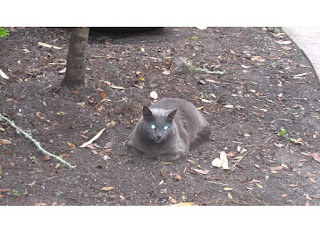 Before and After: Courtyard Garden 2 2 24 12+eyes St. Francis Inn St. Augustine Bed and Breakfast