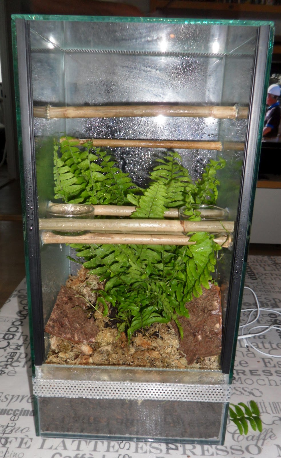 Snow leos Crested gecko terrarium