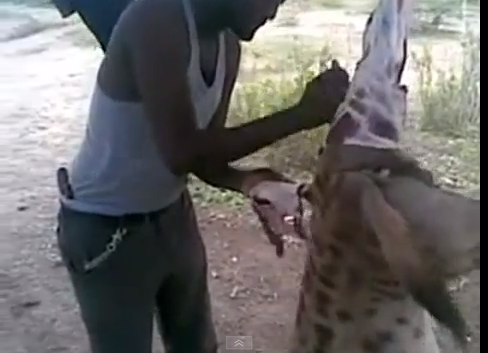 صدى البلد هل يجوز اكل الضبع والطعام الذي يحتوي على الكحول