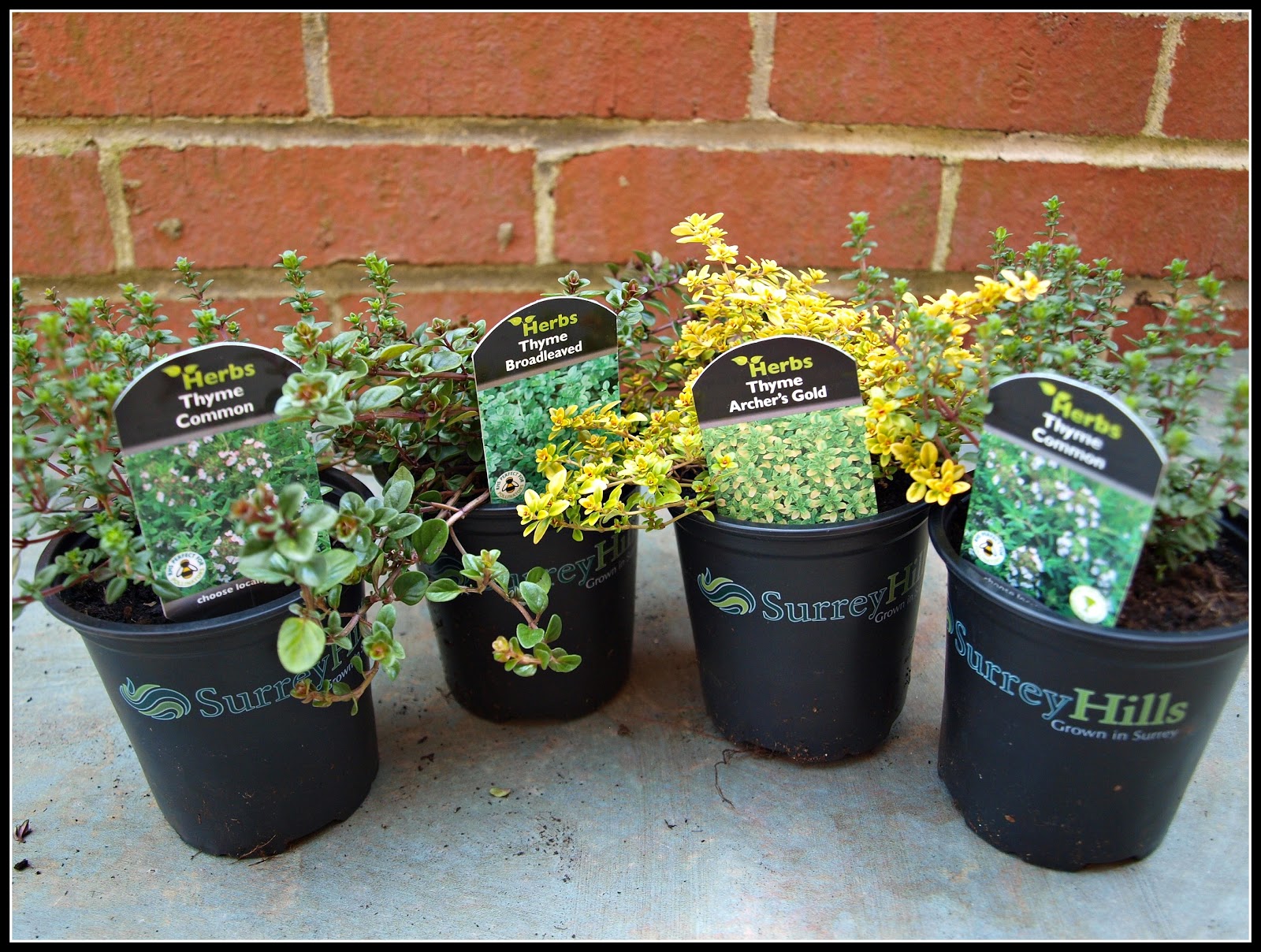 Mark's Veg Plot Thyme for a change