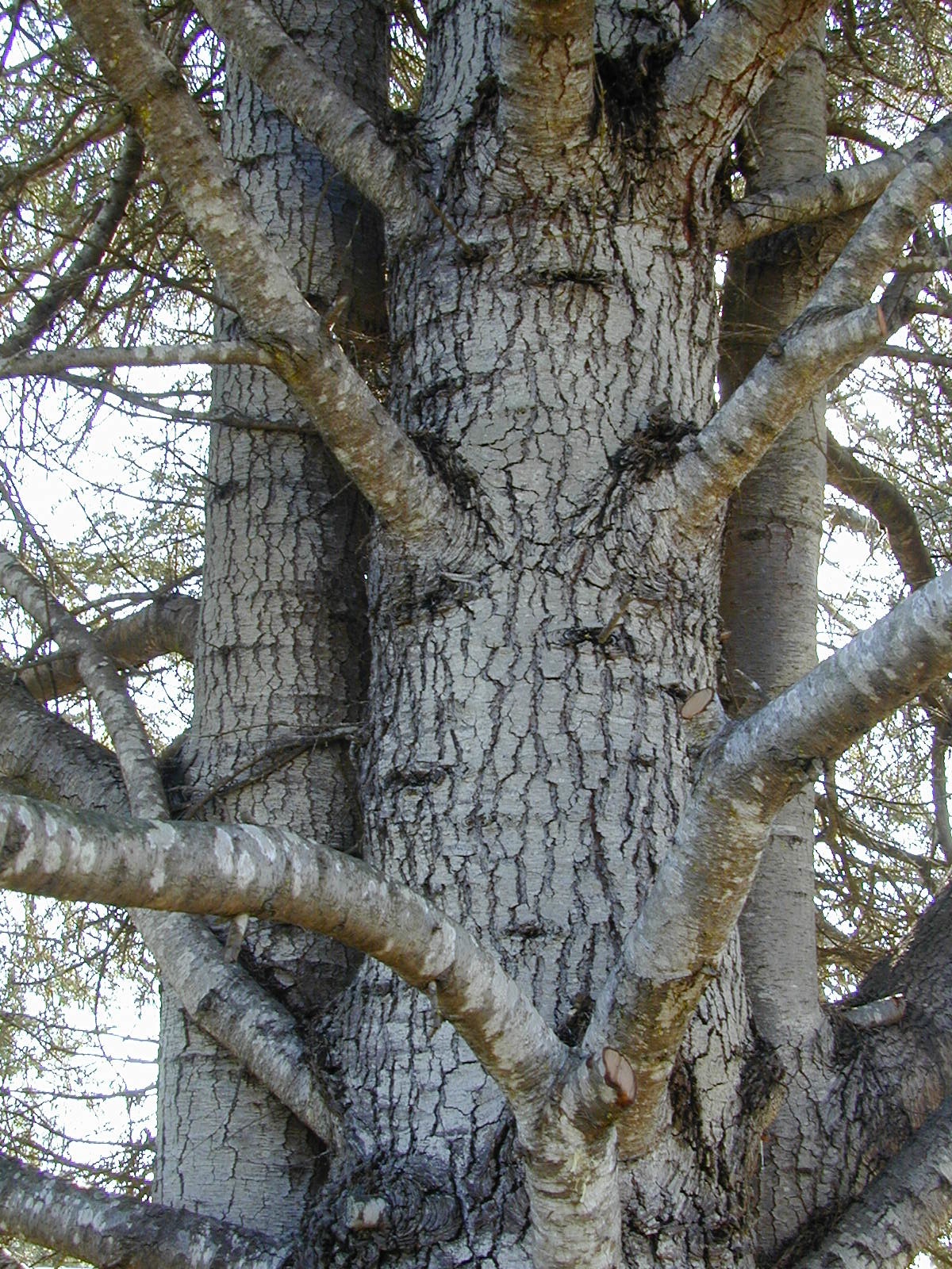 cedrus atlantica bark
