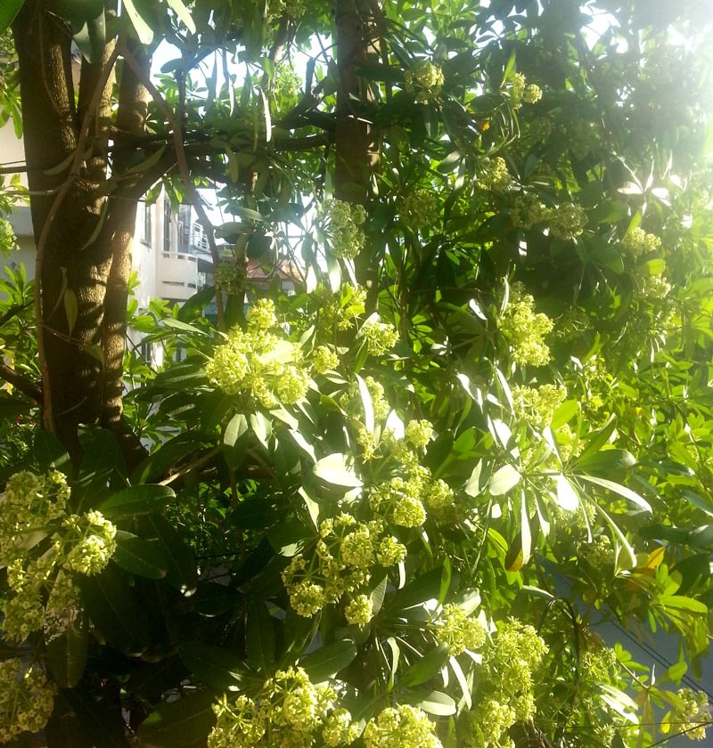 [Image: bang-khuang-mua-hoa-sua-1.jpg]