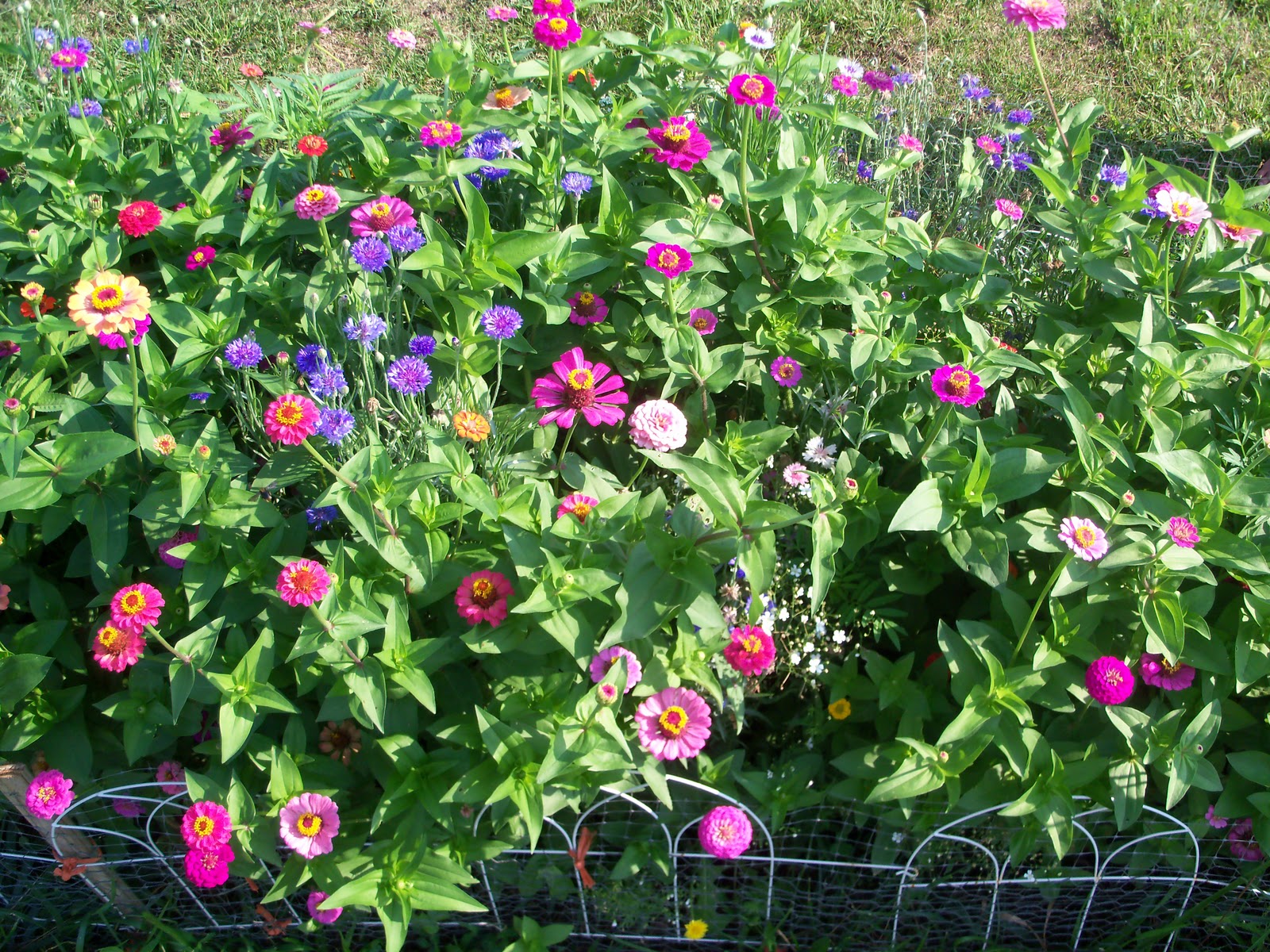 Flower Garden ( How To Grow ) Garden The Easy Way Flower Garden ( How To Grow ) Garden The Easy Way