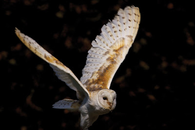 Bird Photography