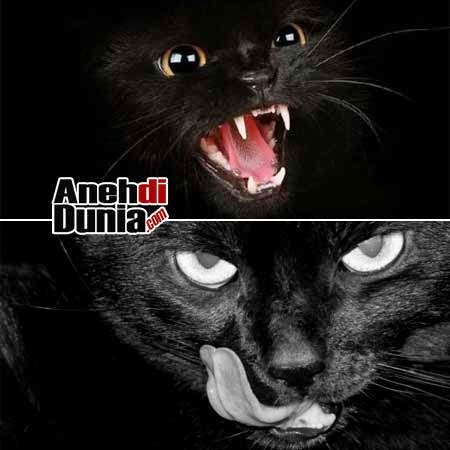 Menguak Mitos Binatang Berwarna Hitam Berita Aneh Unik Dan Menarik