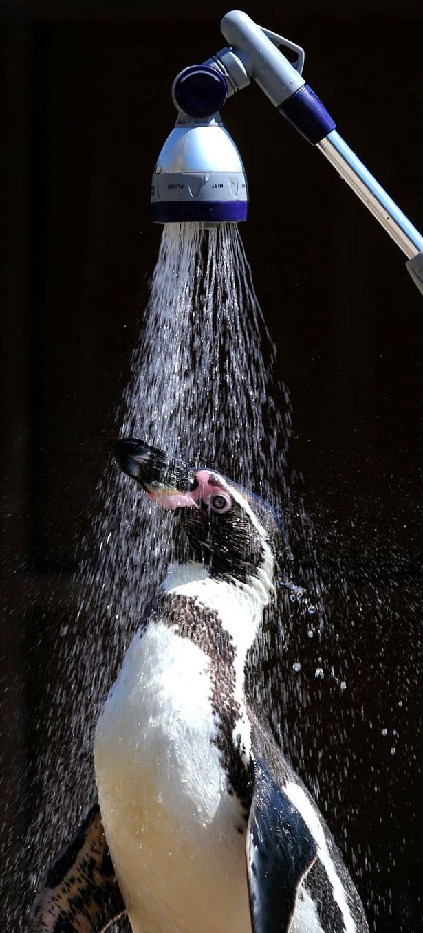 Cold Shower A Singaporean In Australia