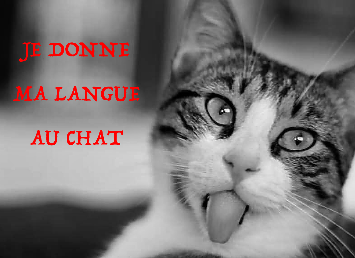 JE DONNE MA LANGUE AU CHAT