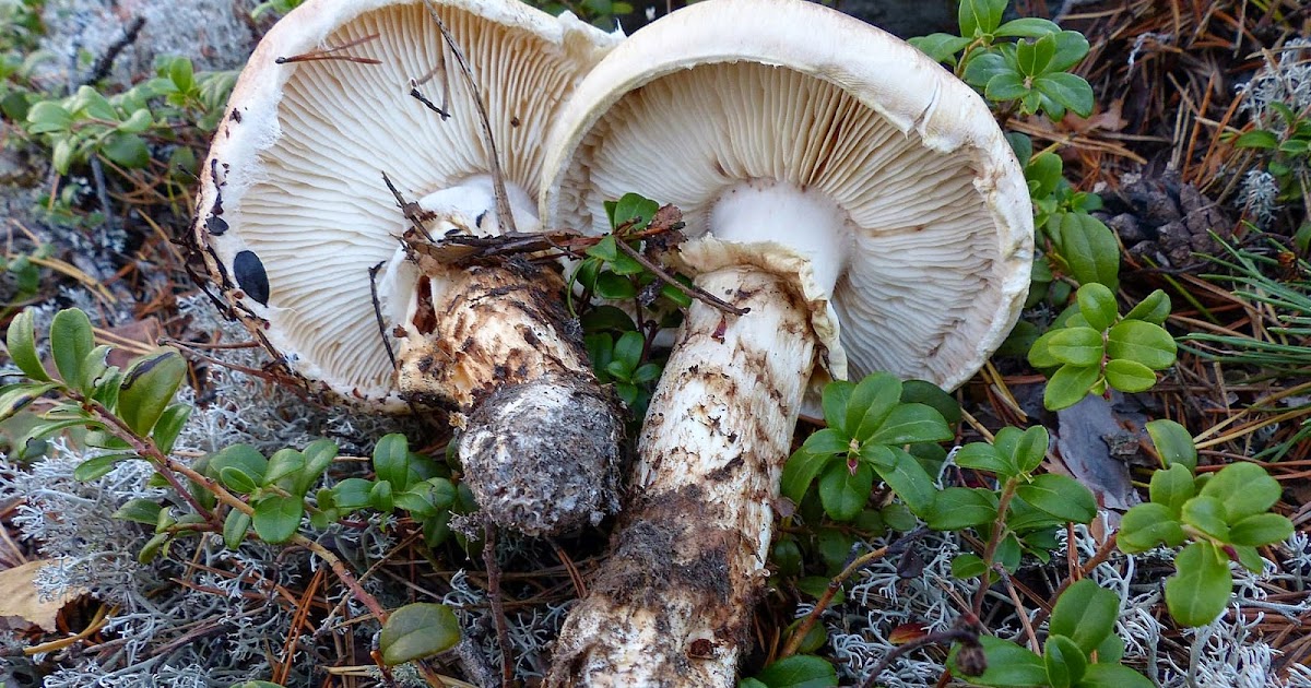 Goliatmusseron Tricholoma matsutake tuoksuvalmuska kransmusserong