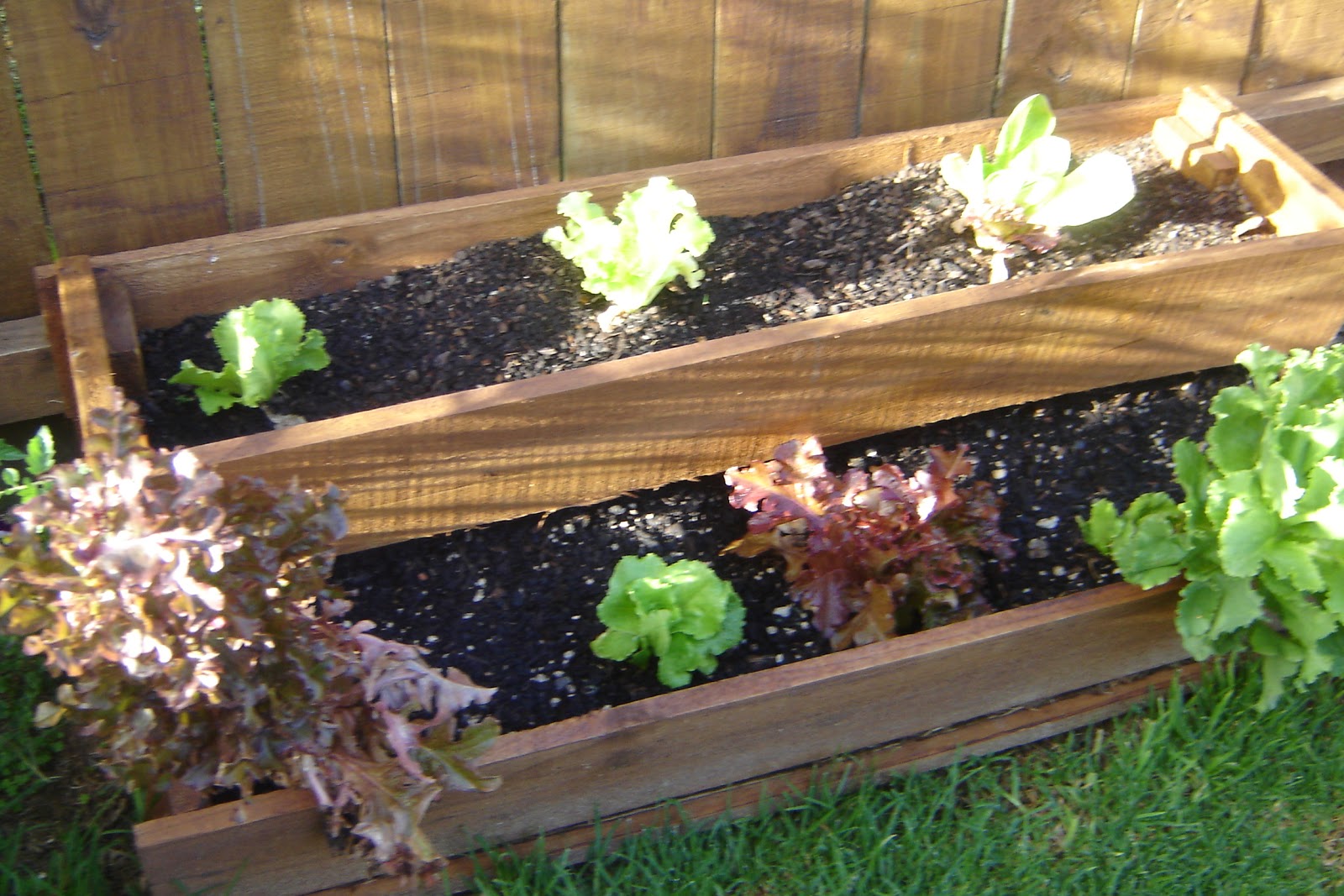 Reremoana Room 11 Kyle's vegetable garden