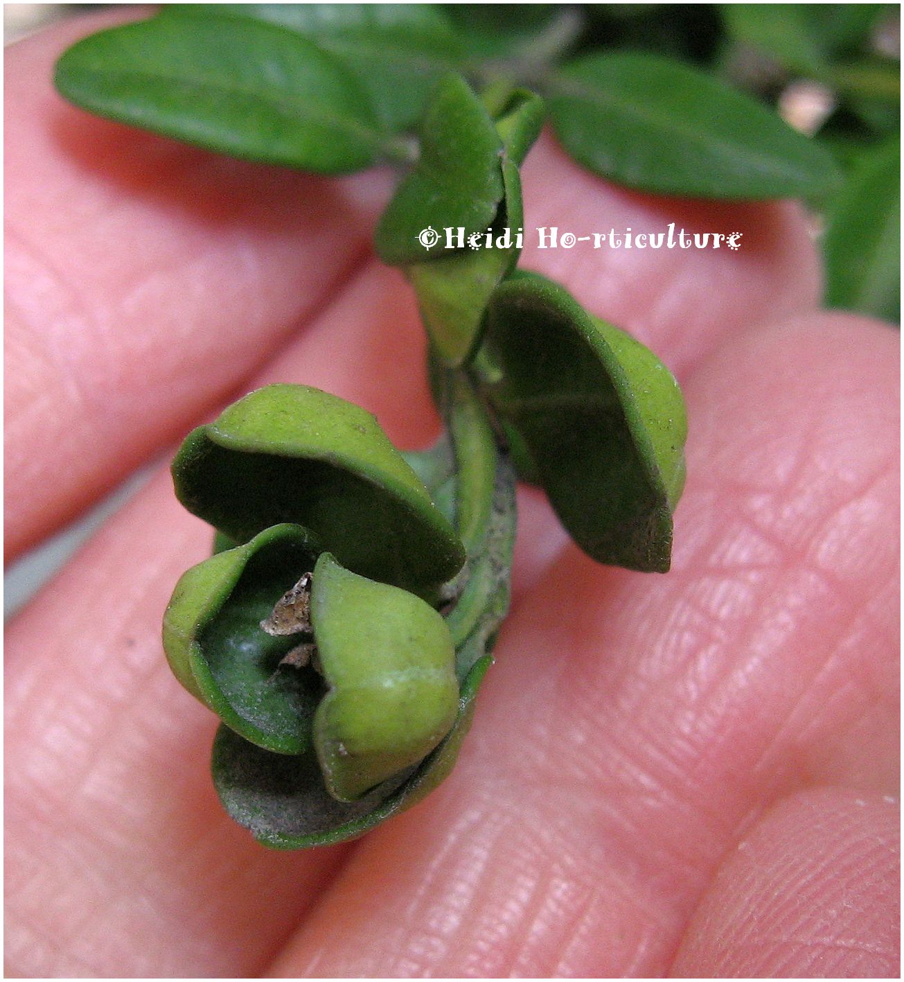 Google Image Result For Http 3 Bp Blogspot Com Xpngx D3bay