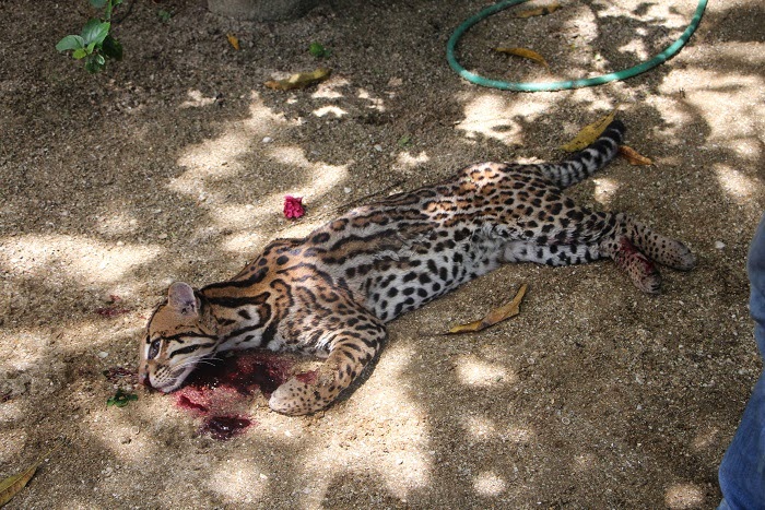 welke dieren tuin komen panda beren in nederland de jaguar in suriname february 2015 welke dieren tuin komen panda beren in nederland de jaguar in suriname february 2015