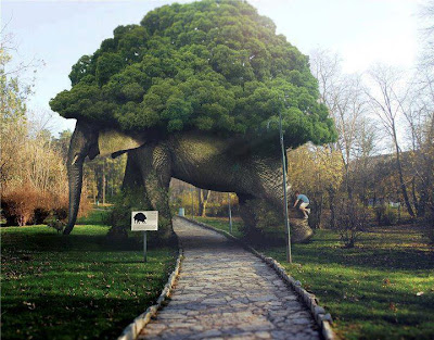 Amazing Elephant Tree