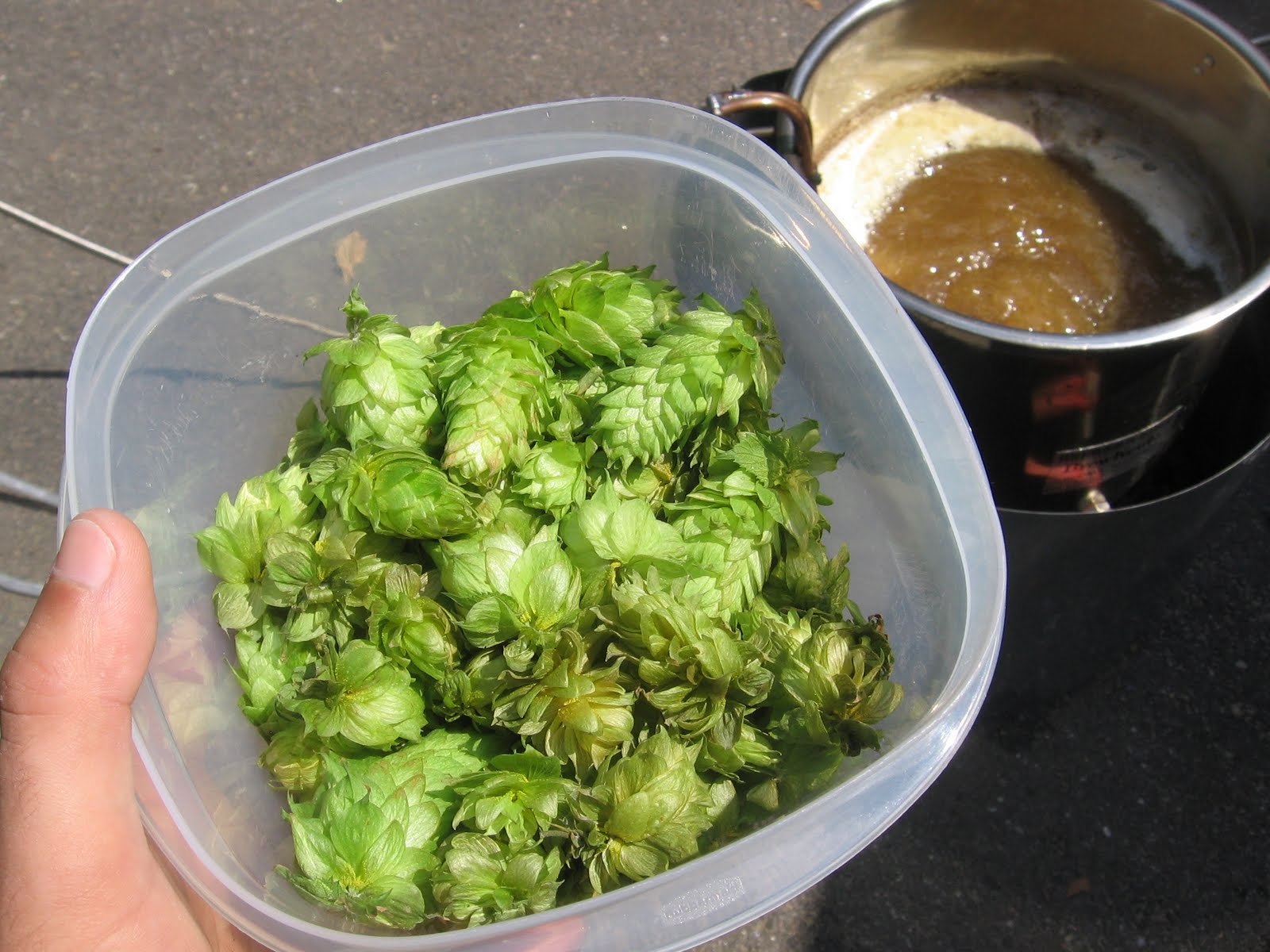 A Year of Brewing Beer 18 American Wheat Ale with Willamette Wet Hops