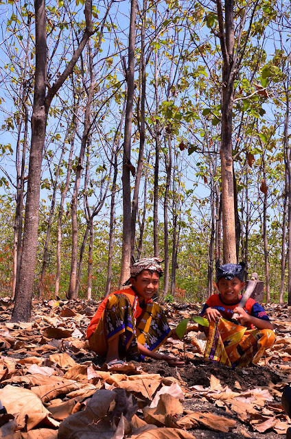 Young children help plant tree saplings in the Teak forest