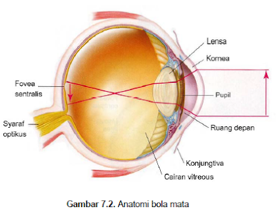 Struktur dan Fungsi Alat Indera Penglihatan (Mata)