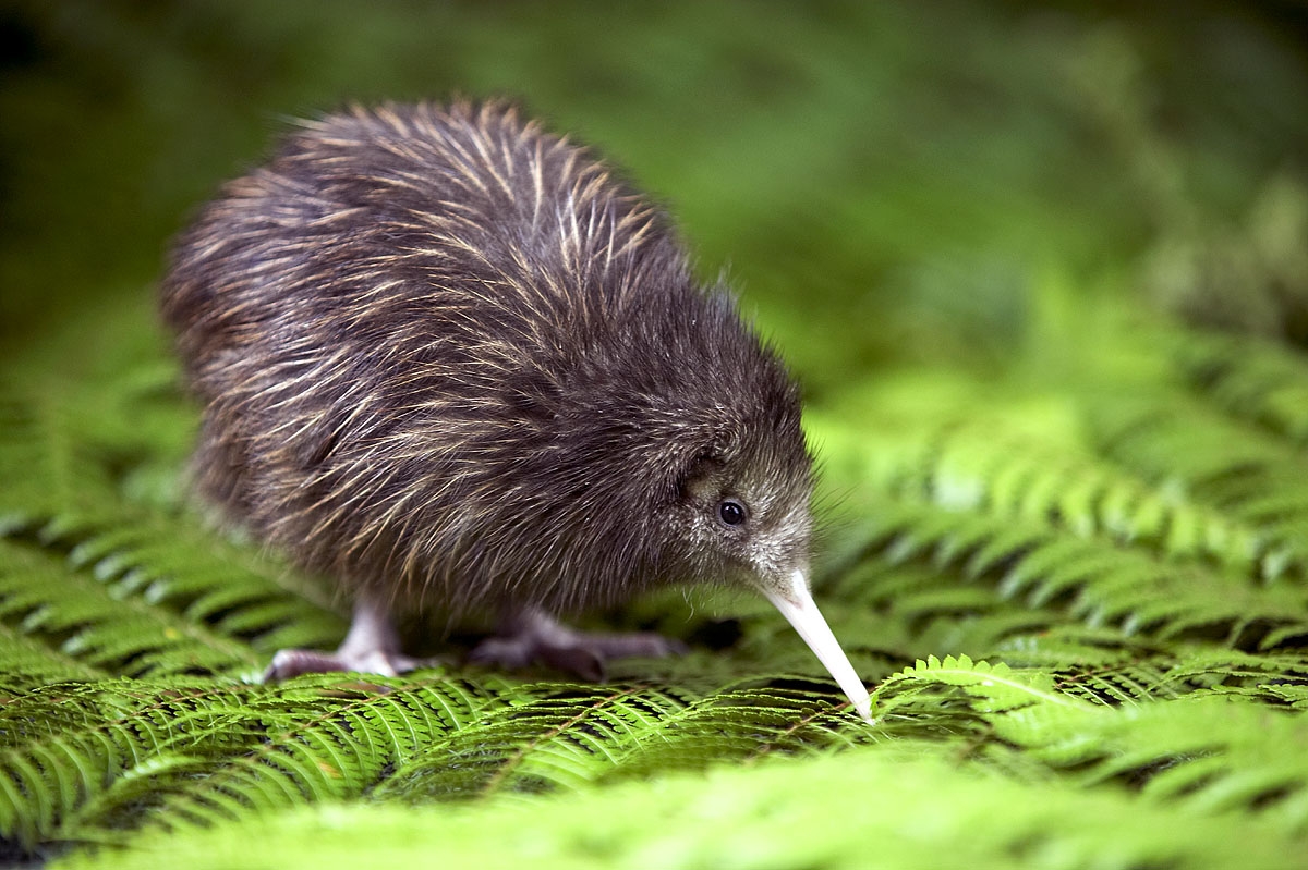 Welcome, Kiwi Chicks | Smithsonian's National Zoo and Conservation Biology Institute