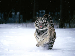 White Tiger hd wallpapers