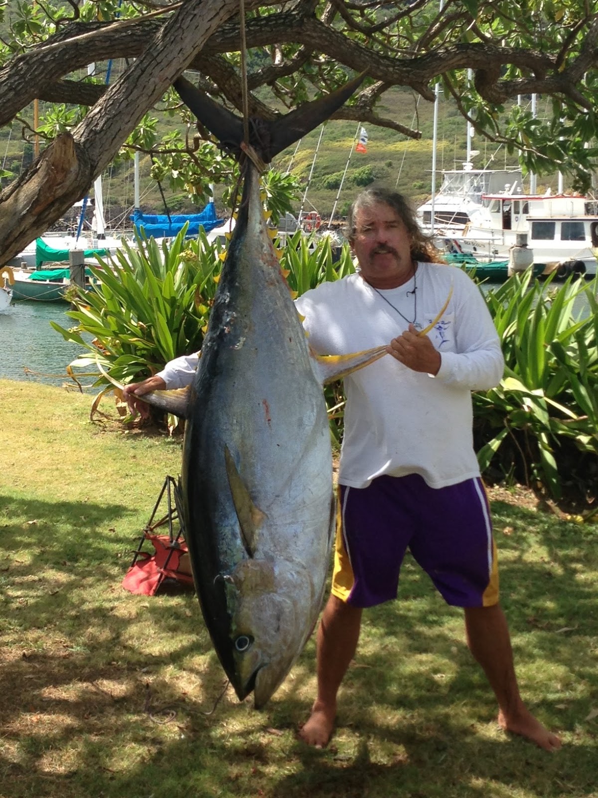 Clure Fishing Chaters Kauai Hawaii 210 pound Wicked tuna, Kauai style